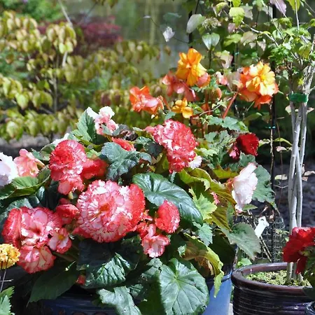 The Willows Bed & Breakfast York